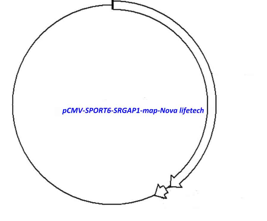 pCMV-SPORT6-SRGAP1 Plasmid - Click Image to Close