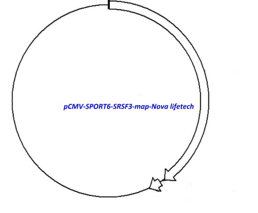 pCMV-SPORT6-SRSF3 - Click Image to Close