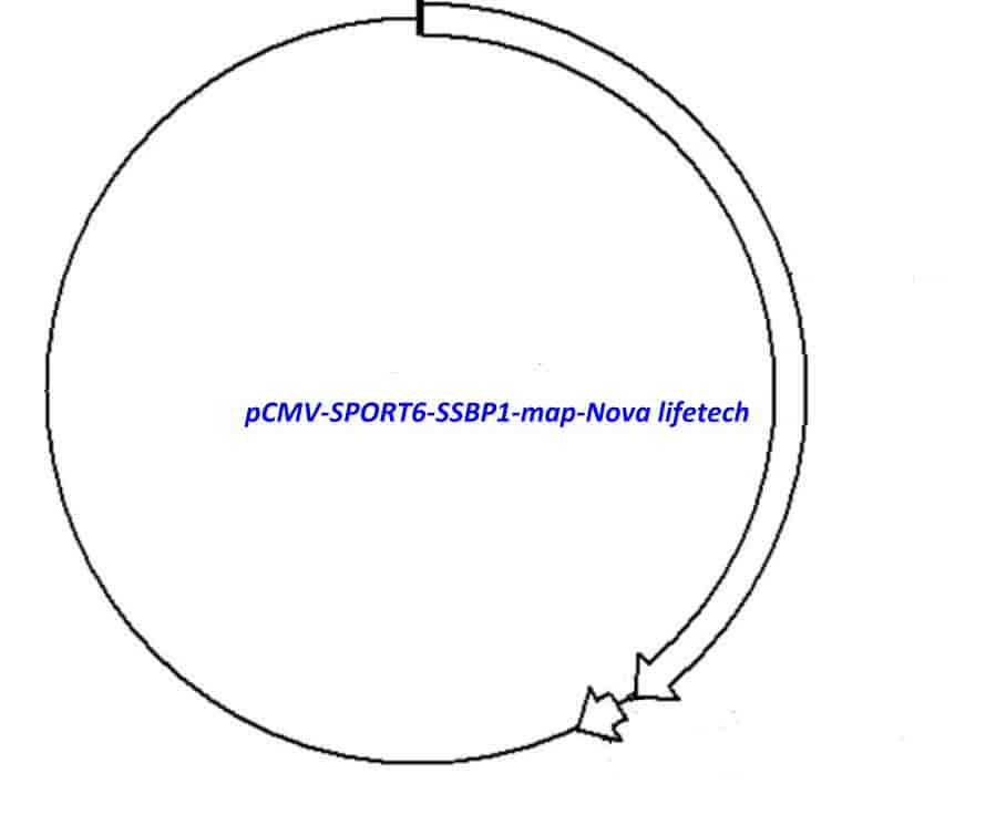 pCMV-SPORT6-SSBP1 - Click Image to Close