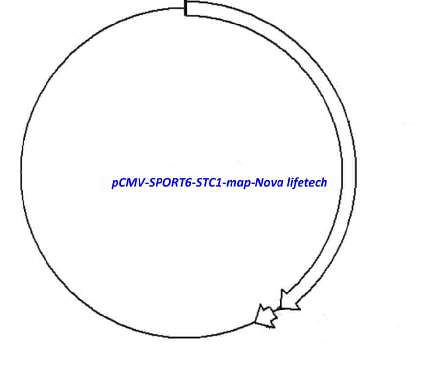 pCMV-SPORT6-STC1 Plasmid - Click Image to Close