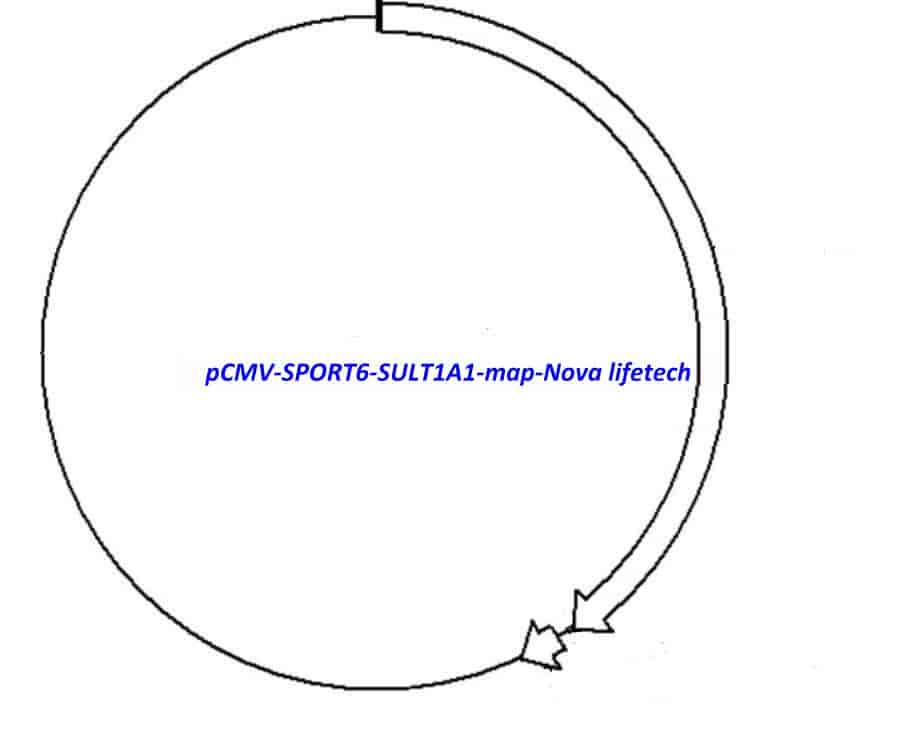 pCMV-SPORT6-SULT1A1 - Click Image to Close