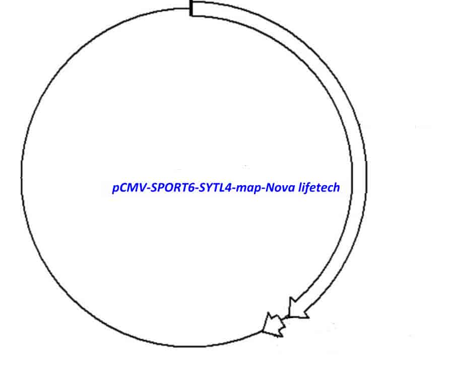 pCMV-SPORT6-SYTL4 - Click Image to Close
