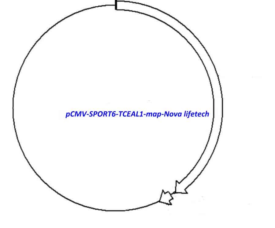 pCMV-SPORT6-TCEAL1