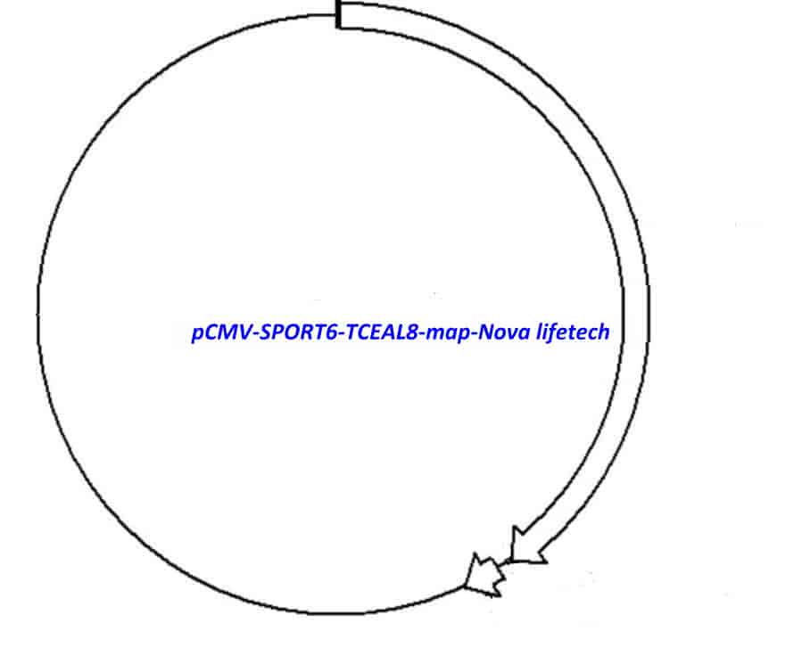 pCMV-SPORT6-TCEAL8 Plasmid - Click Image to Close
