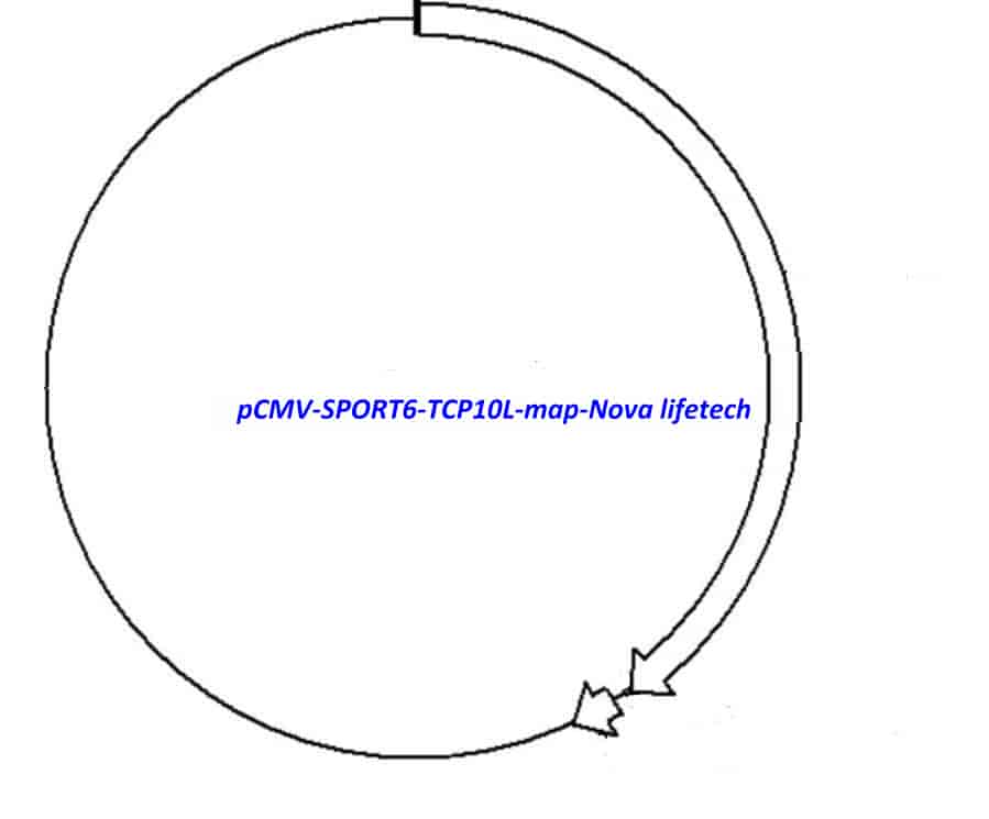 pCMV-SPORT6-TCP10L Plasmid - Click Image to Close