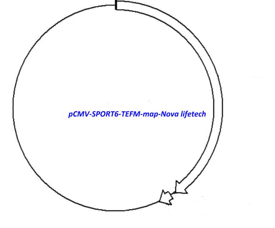 pCMV-SPORT6-TEFM - Click Image to Close