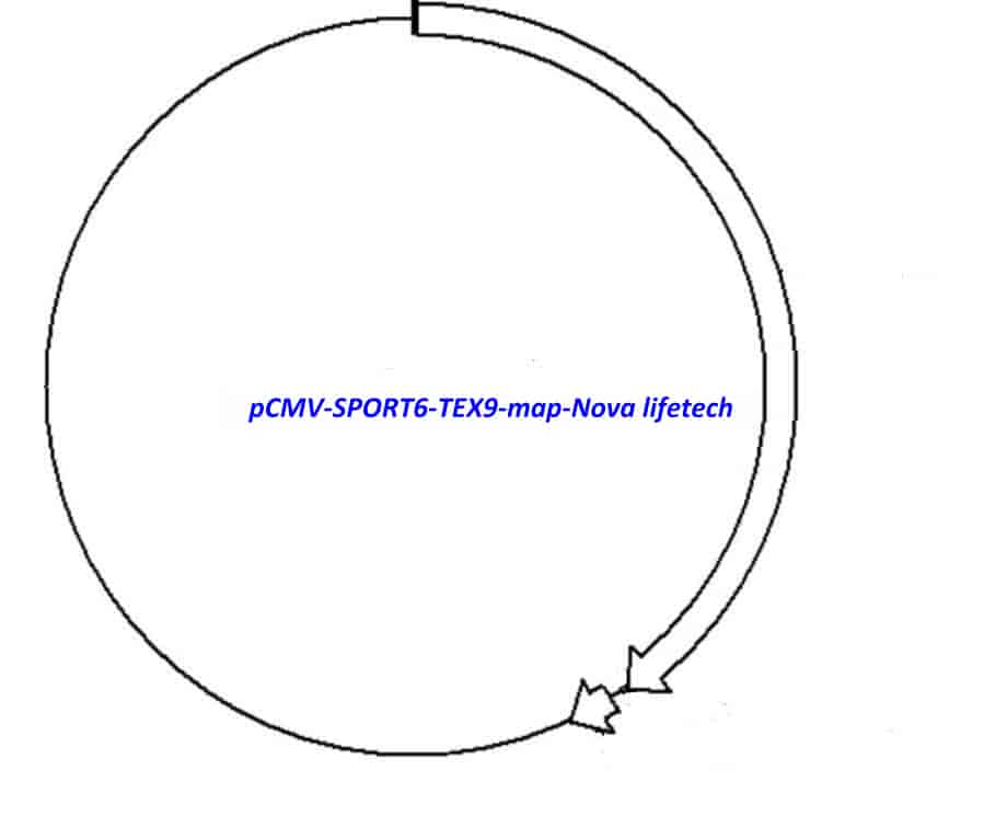 pCMV-SPORT6-TEX9 Plasmid - Click Image to Close