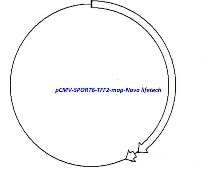 pCMV-SPORT6-TFF2 Plasmid - Click Image to Close