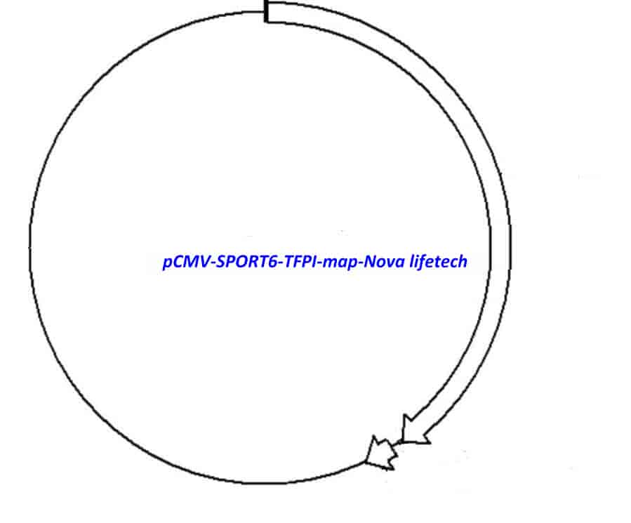 pCMV-SPORT6-TFPI - Click Image to Close