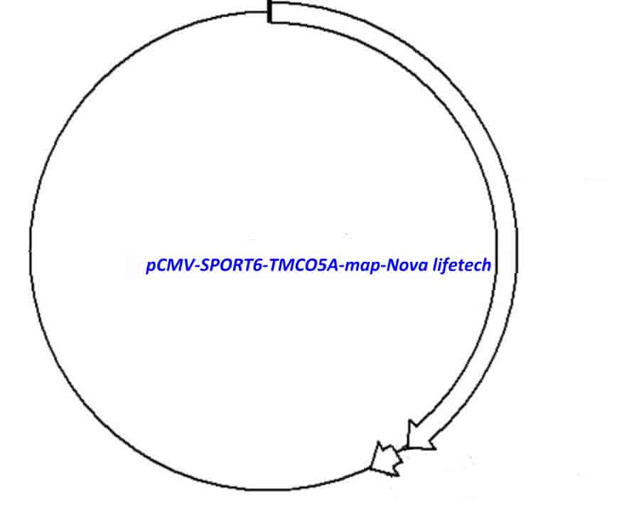 pCMV-SPORT6-TMCO5A Plasmid - Click Image to Close