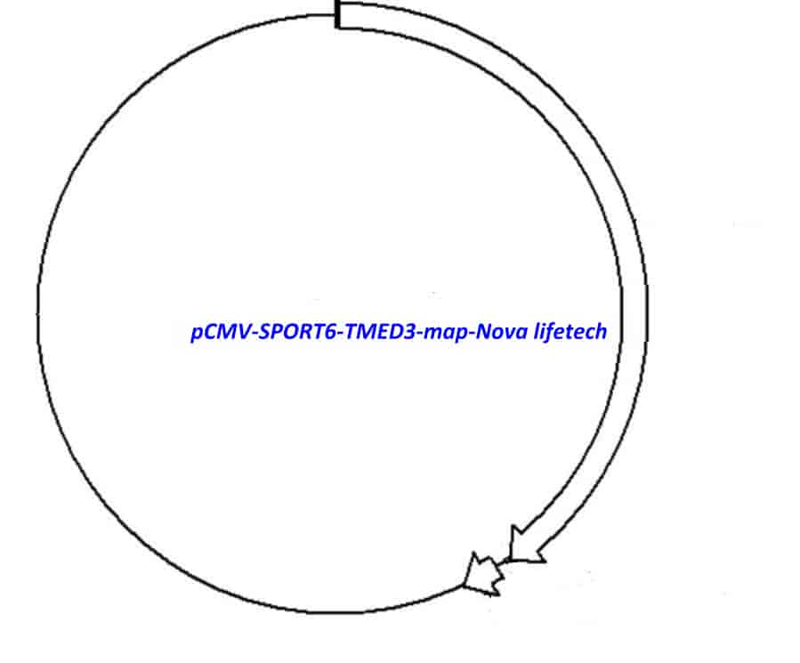 pCMV-SPORT6-TMED3 - Click Image to Close