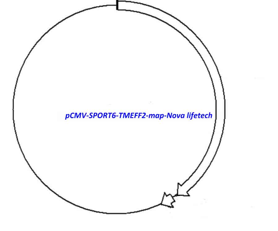 pCMV-SPORT6-TMEFF2 - Click Image to Close