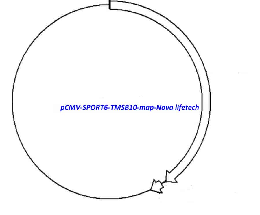 pCMV-SPORT6-TMSB10 - Click Image to Close
