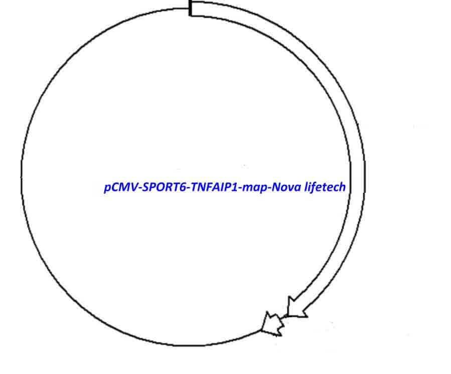 pCMV-SPORT6-TNFAIP1 - Click Image to Close