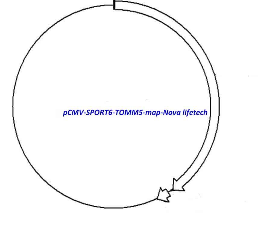 pCMV-SPORT6-TOMM5 - Click Image to Close