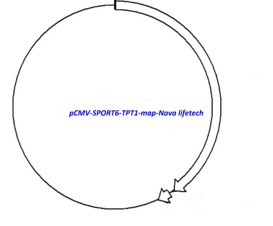 pCMV-SPORT6-TPT1 - Click Image to Close