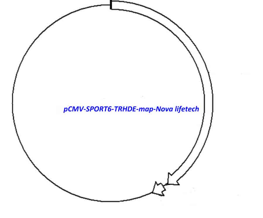 pCMV-SPORT6-TRHDE Plasmid - Click Image to Close
