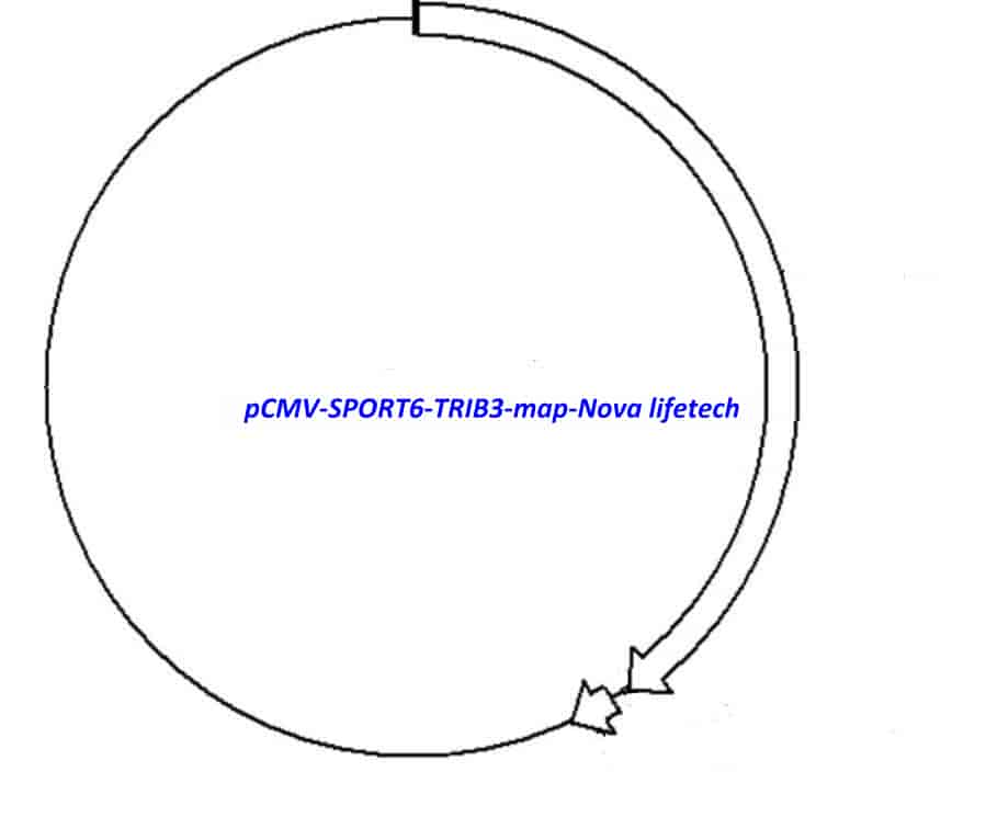 pCMV-SPORT6-TRIB3 Plasmid - Click Image to Close