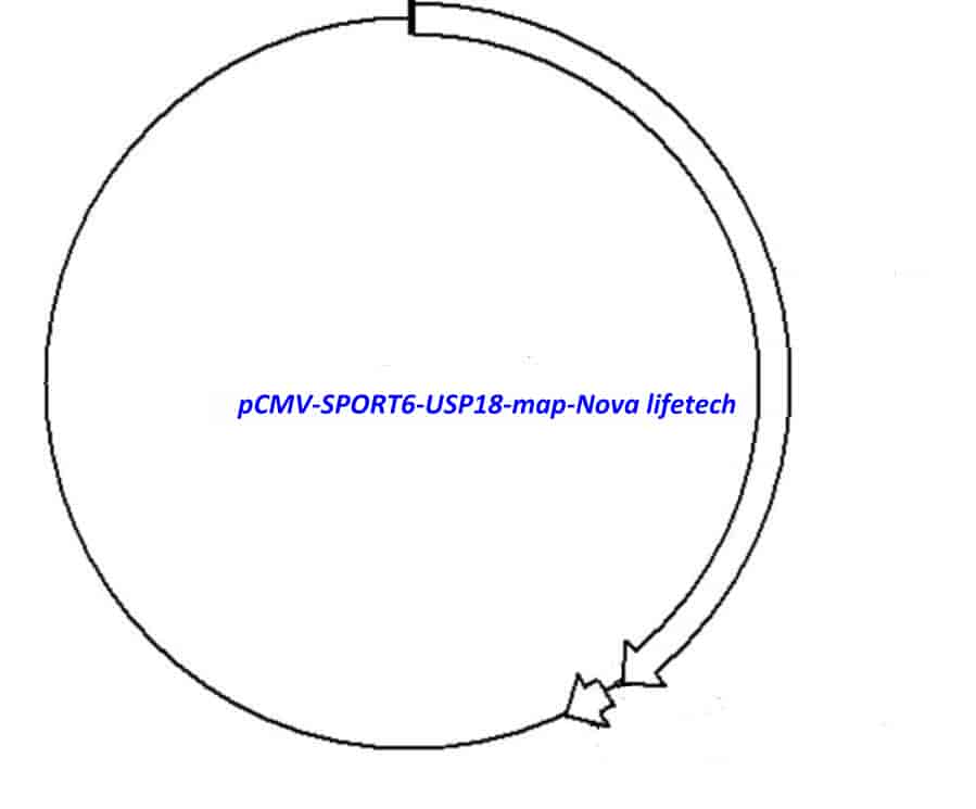 pCMV-SPORT6-USP18