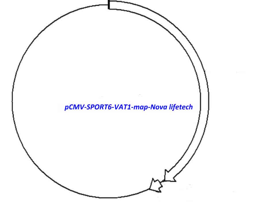 pCMV-SPORT6-VAT1 - Click Image to Close