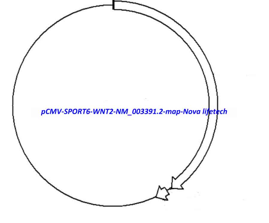 pCMV-SPORT6-WNT2(NM_003391.2) Plasmid