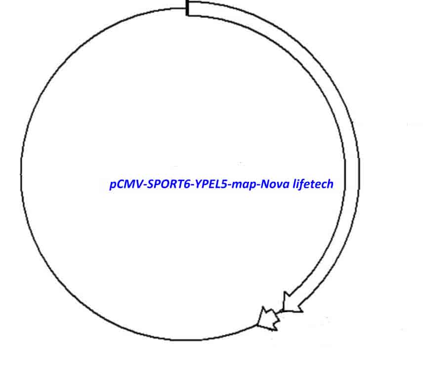 pCMV-SPORT6-YPEL5 - Click Image to Close