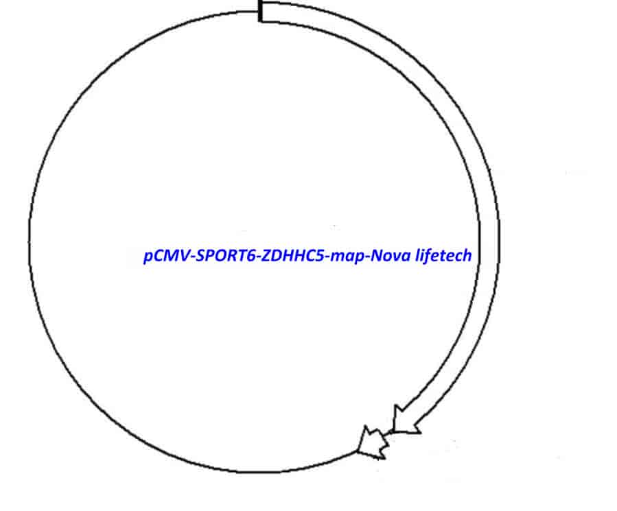 pCMV-SPORT6-ZDHHC5 Plasmid - Click Image to Close