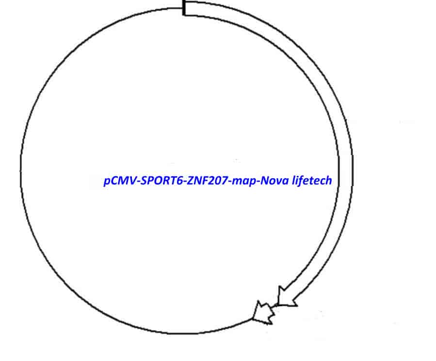 pCMV-SPORT6-ZNF207 - Click Image to Close