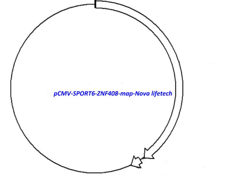 pCMV-SPORT6-ZNF408 - Click Image to Close