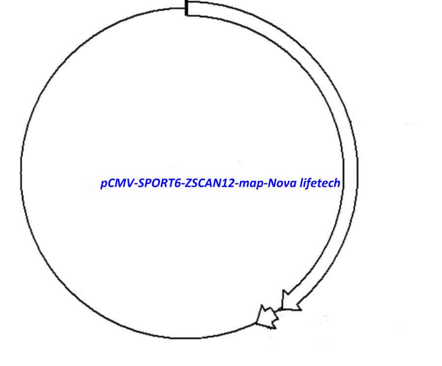 pCMV-SPORT6-ZSCAN12 Plasmid - Click Image to Close