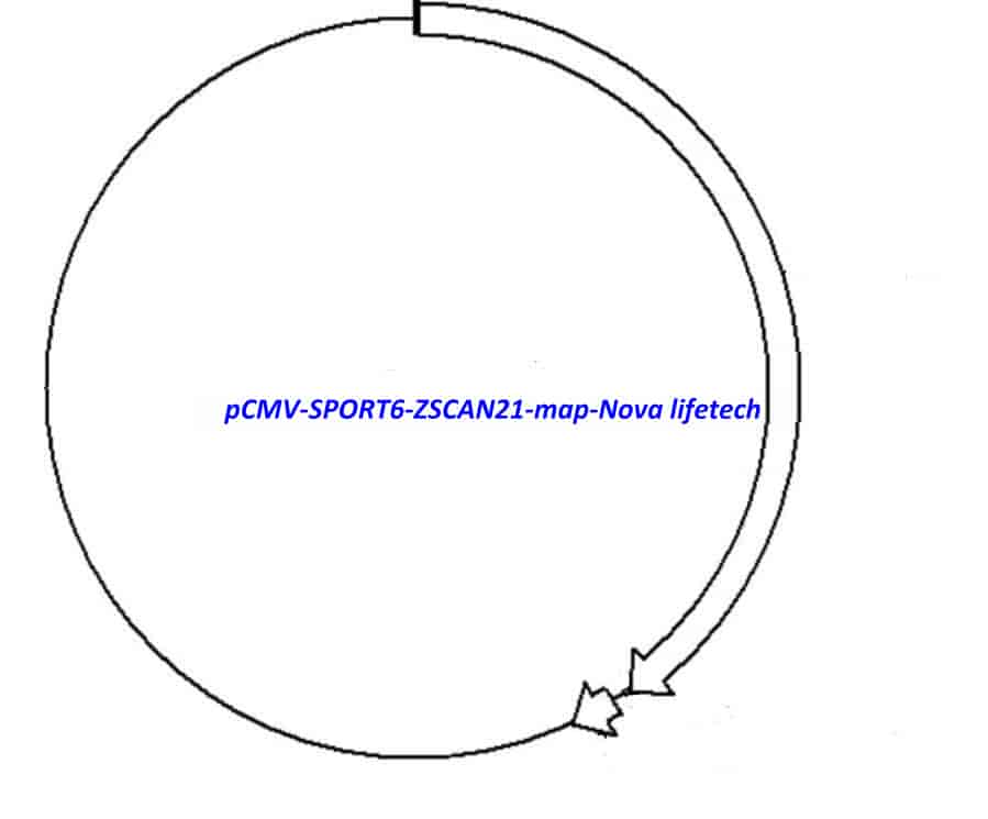 pCMV-SPORT6-ZSCAN21 Plasmid - Click Image to Close
