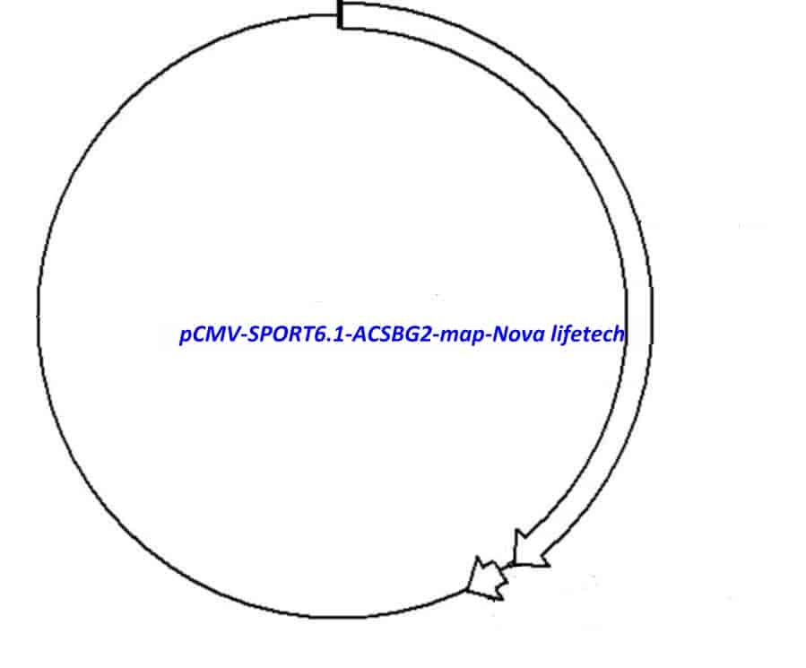 pCMV-SPORT6.1-ACSBG2 Plasmid - Click Image to Close