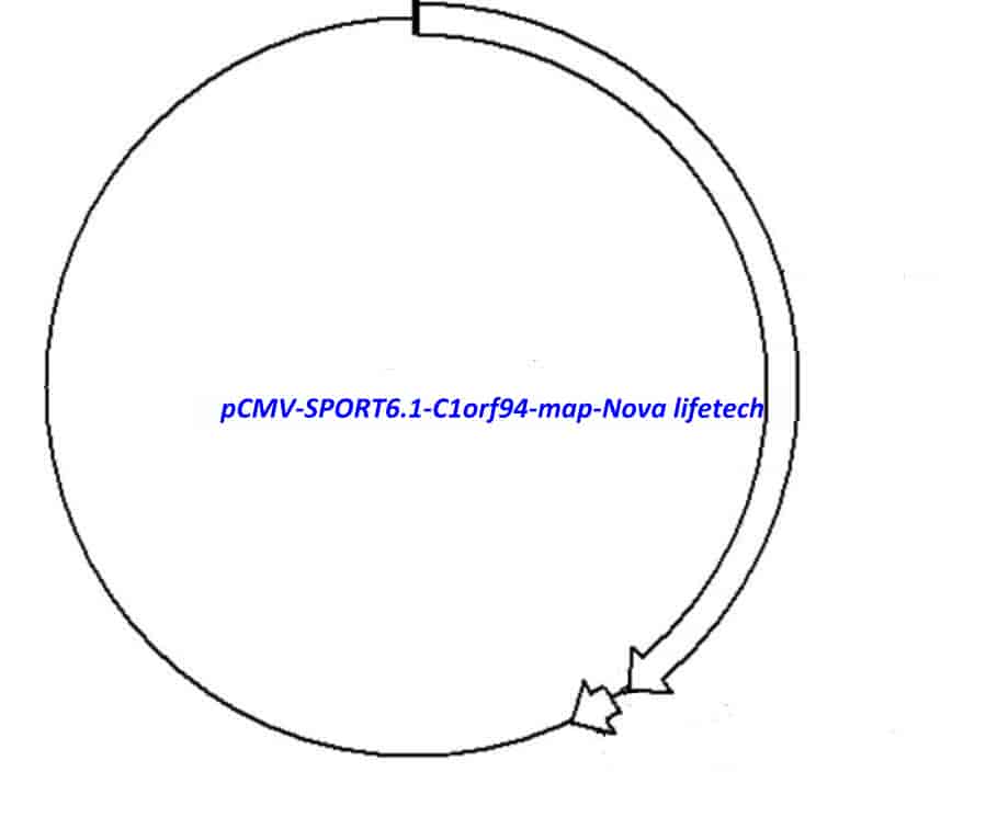 pCMV-SPORT6.1-C1orf94 Plasmid - Click Image to Close