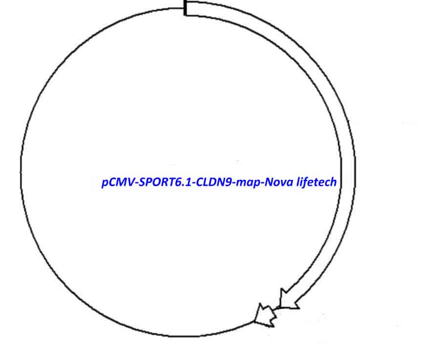 pCMV-SPORT6.1-CLDN9 Plasmid - Click Image to Close