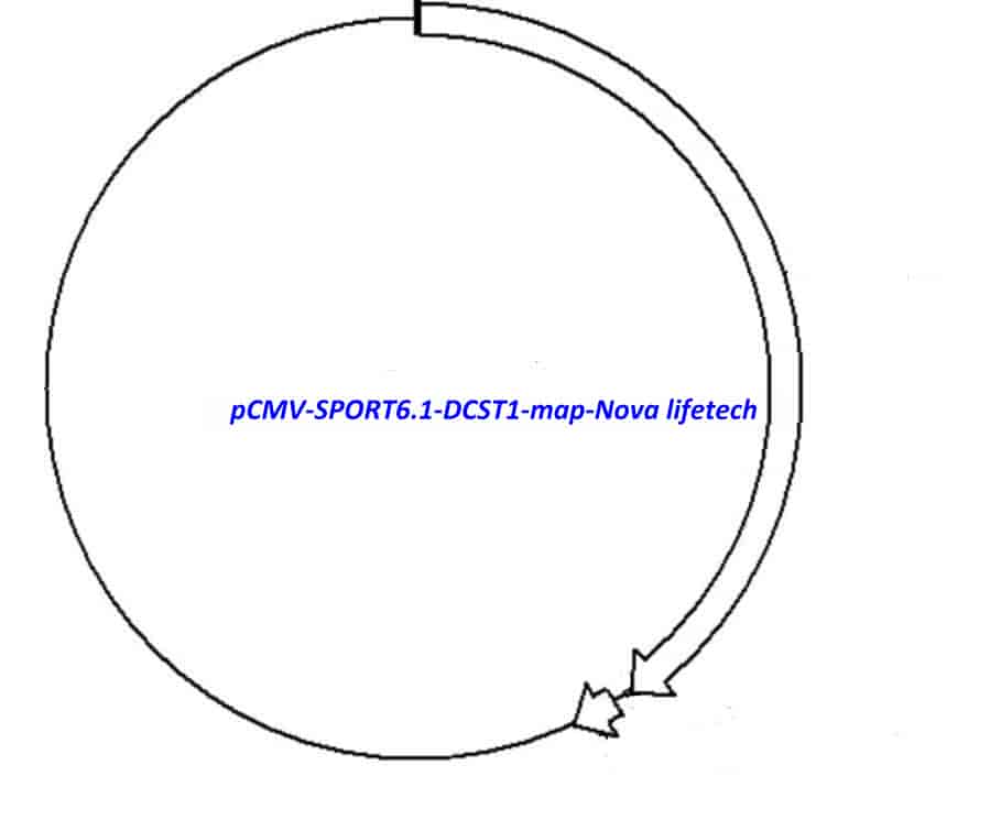 pCMV-SPORT6.1-DCST1 Plasmid - Click Image to Close