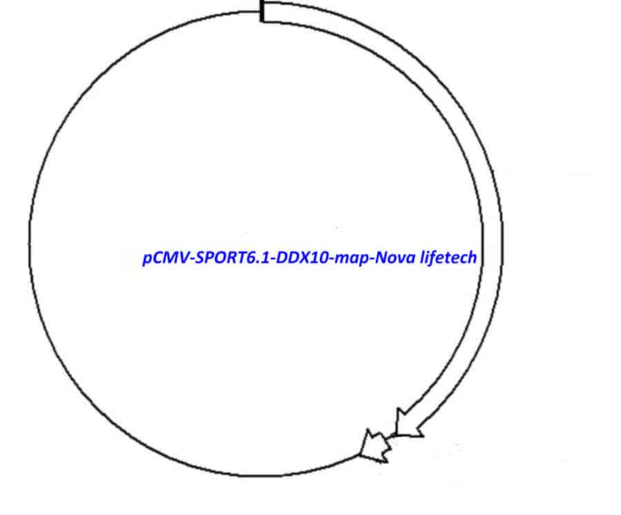 pCMV-SPORT6.1-DDX10 Plasmid - Click Image to Close