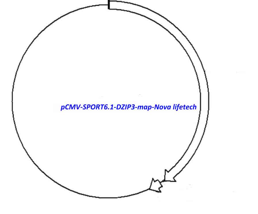 pCMV-SPORT6.1-DZIP3 Plasmid