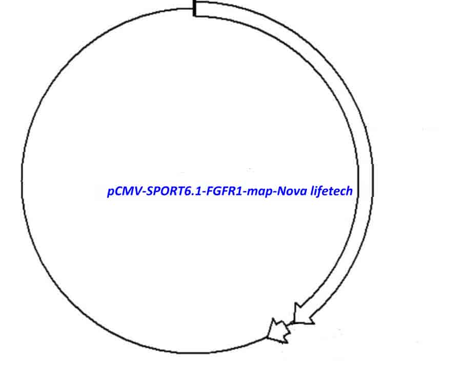 pCMV-SPORT6.1-FGFR1 Plasmid - Click Image to Close
