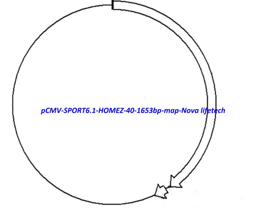 pCMV-SPORT6.1-HOMEZ(40-1653bp) Plasmid