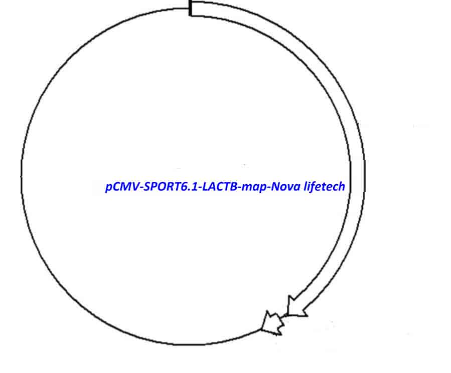 pCMV-SPORT6.1-LACTB Plasmid - Click Image to Close