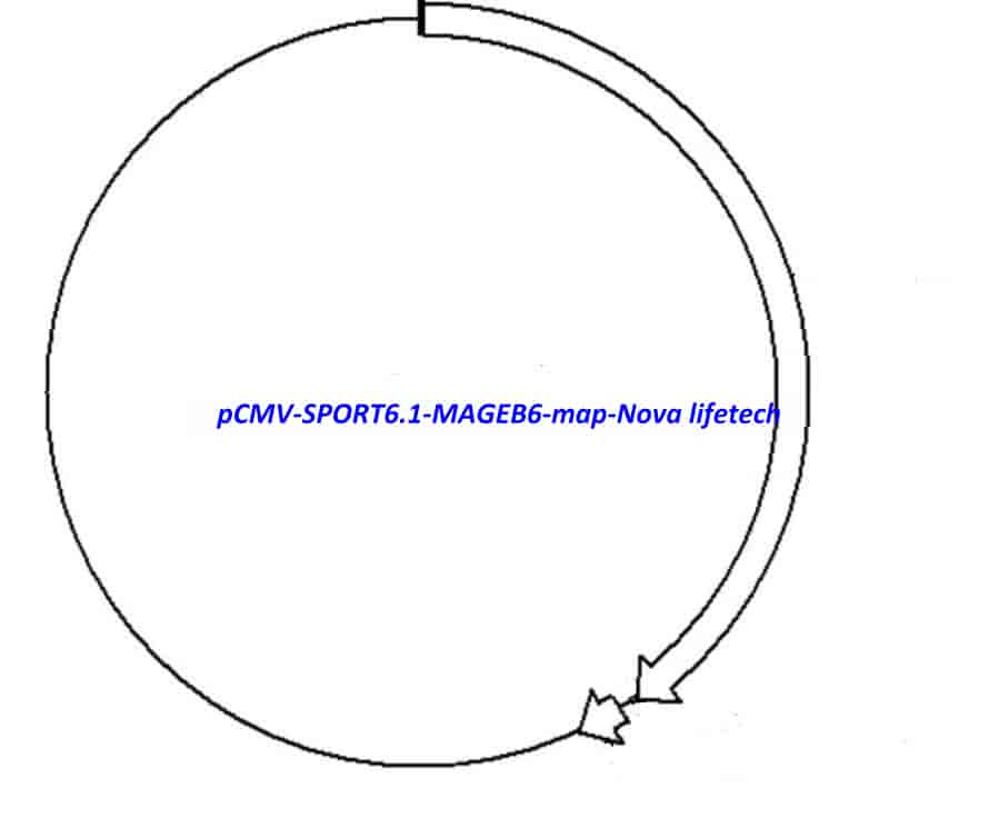 pCMV-SPORT6.1-MAGEB6 Plasmid - Click Image to Close