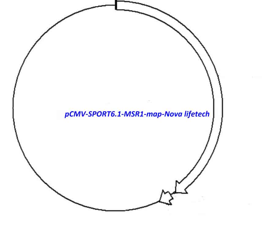 pCMV-SPORT6.1-MSR1 Plasmid