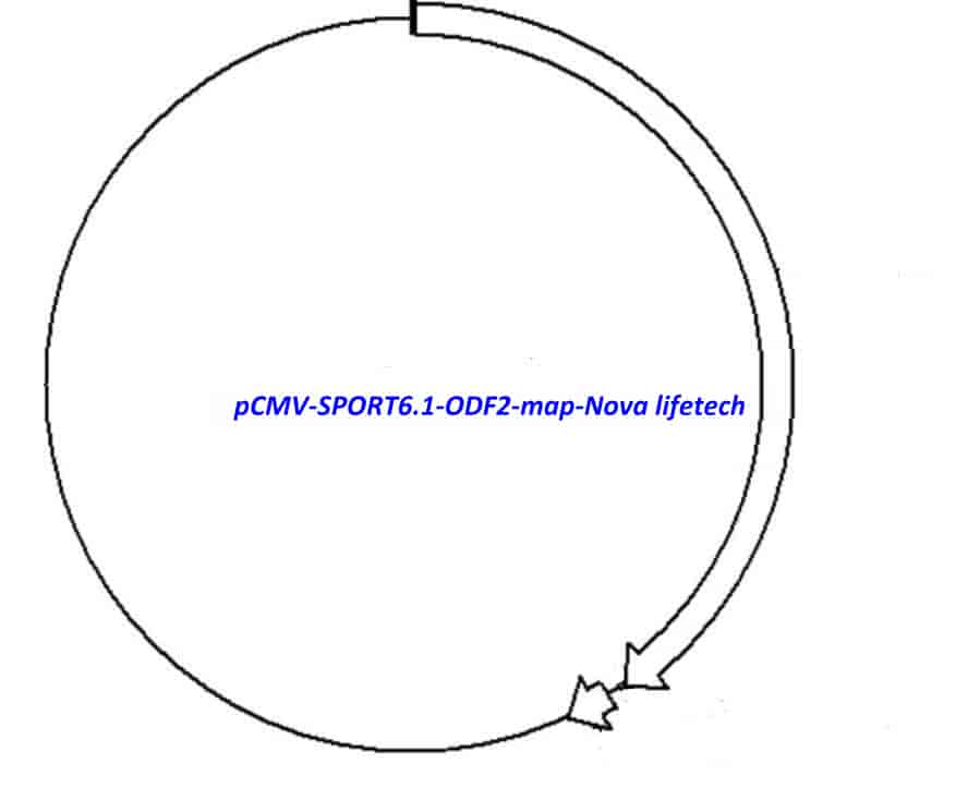 pCMV-SPORT6.1-ODF2 Plasmid - Click Image to Close