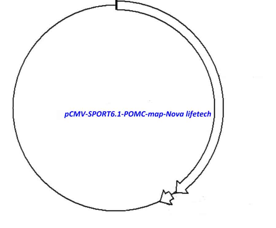 pCMV-SPORT6.1-POMC Plasmid - Click Image to Close