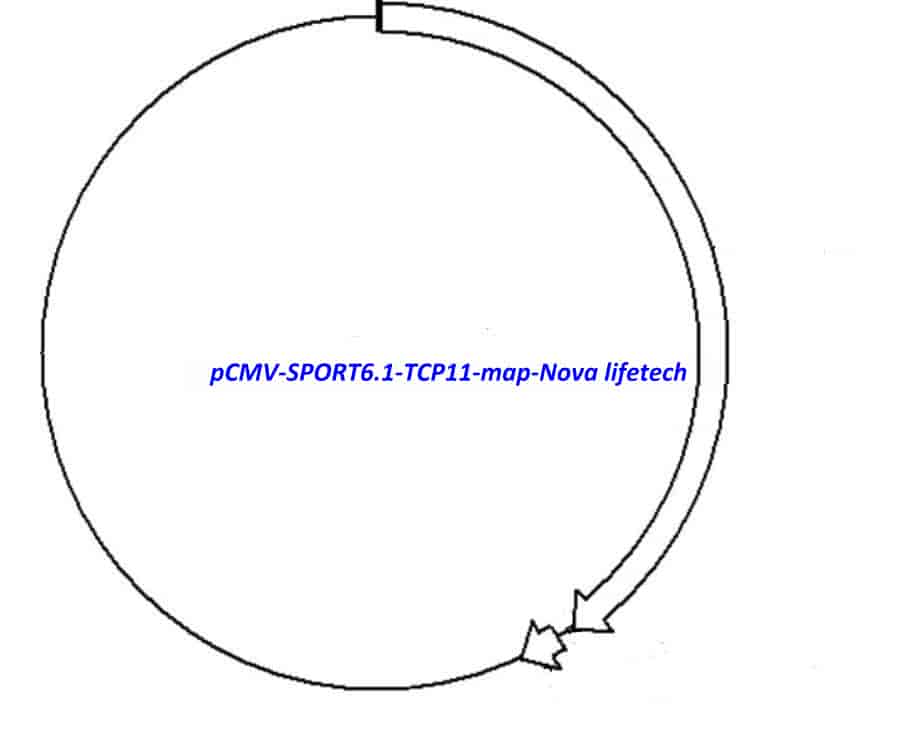 pCMV-SPORT6.1-TCP11 Plasmid - Click Image to Close