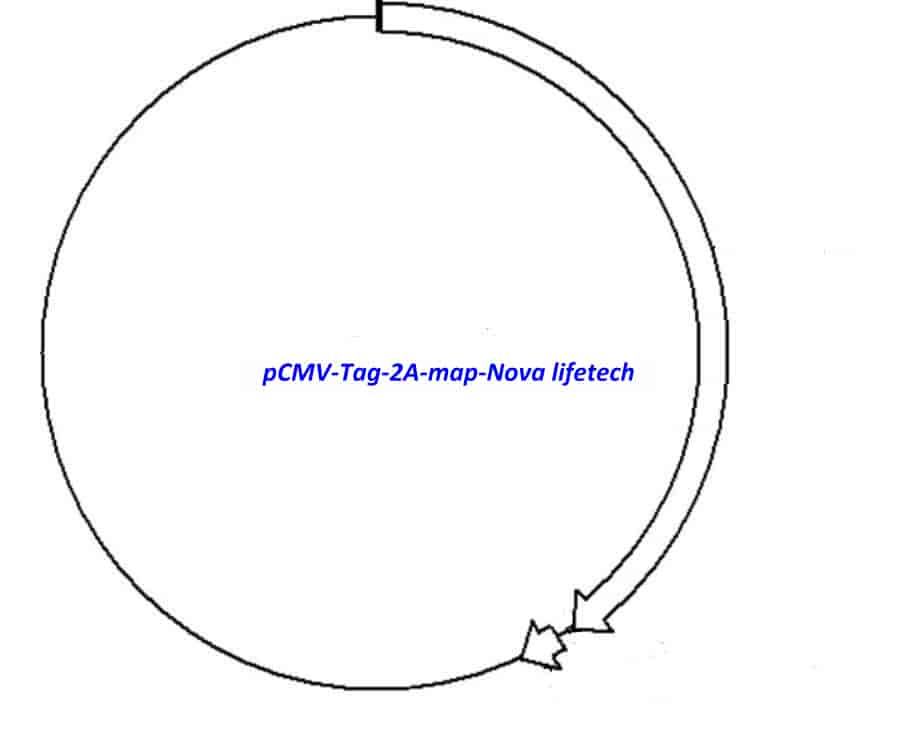 pCMV- Tag 2A - Click Image to Close