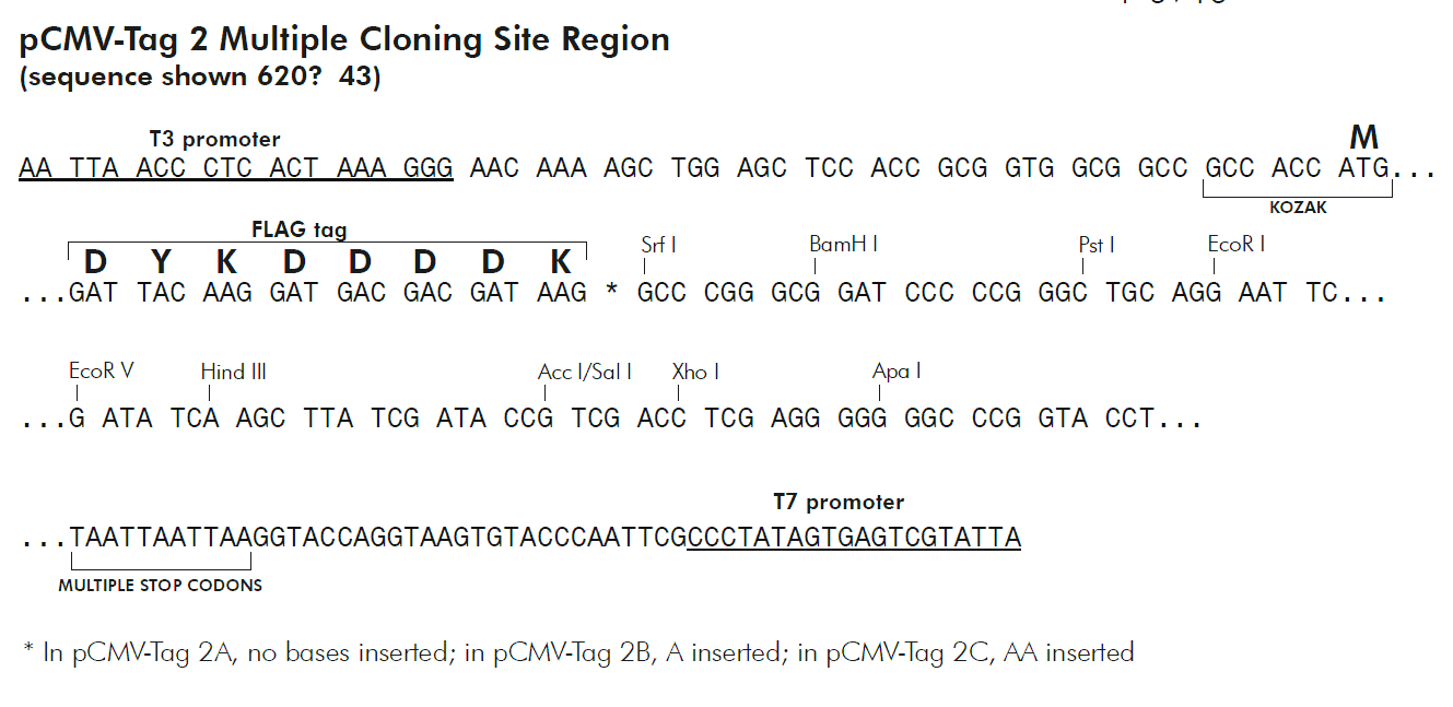 pCMV- Tag 2B plasmid - Click Image to Close