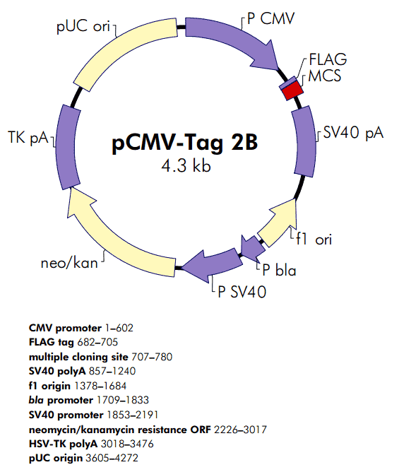 pCMV- Tag 2B - Click Image to Close