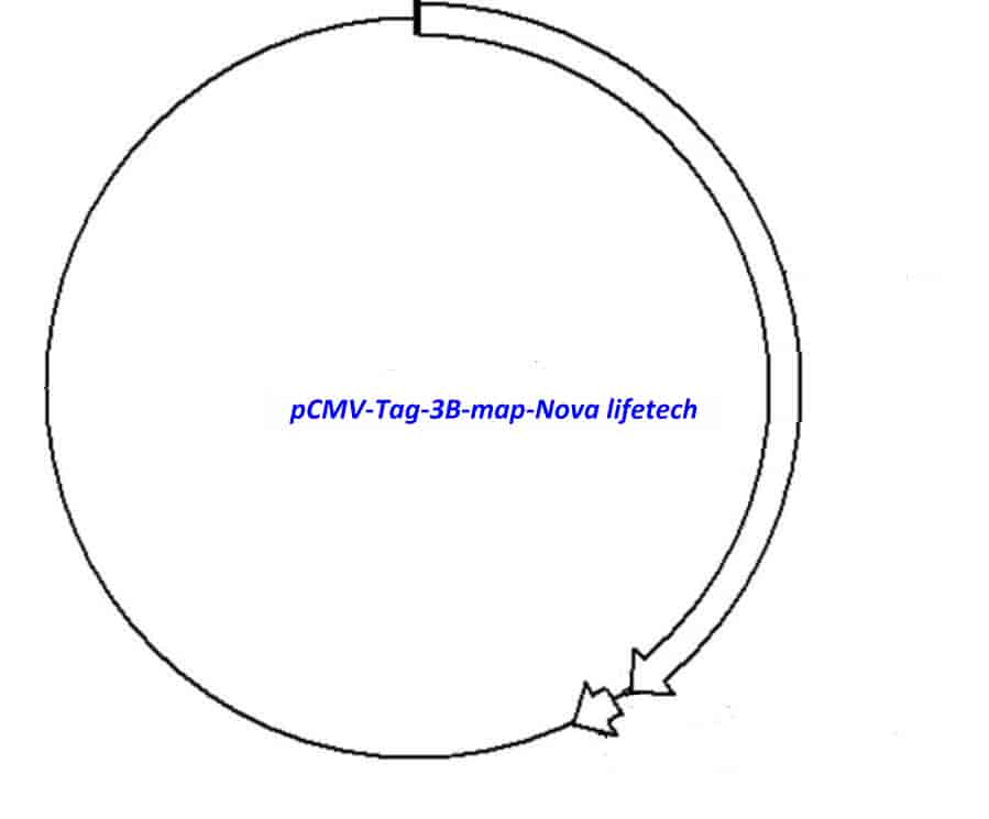 pCMV- Tag 3B Plasmid - Click Image to Close
