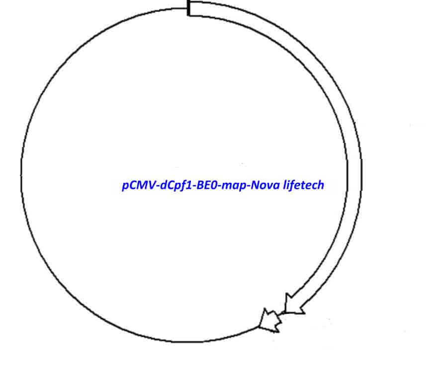 pCMV-dCpf1-BE0 Plasmid - Click Image to Close